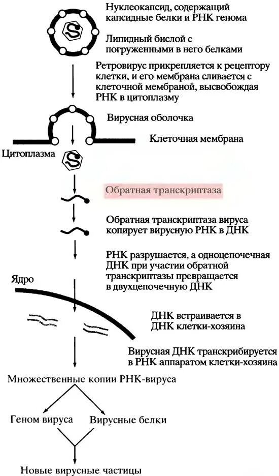 Рнк геномные вирусы. Вирус встраивается в геном. Провирусная ДНК одноцепочечная. Геном клетки.