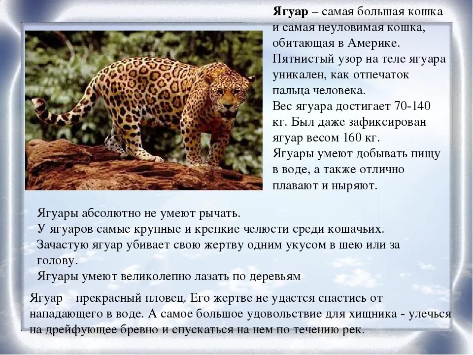 Научно-познавательный текст о Ягуаре. Доклад про ягуара. Рассказ о Ягуаре 4 класс. Ягуар животное доклад.