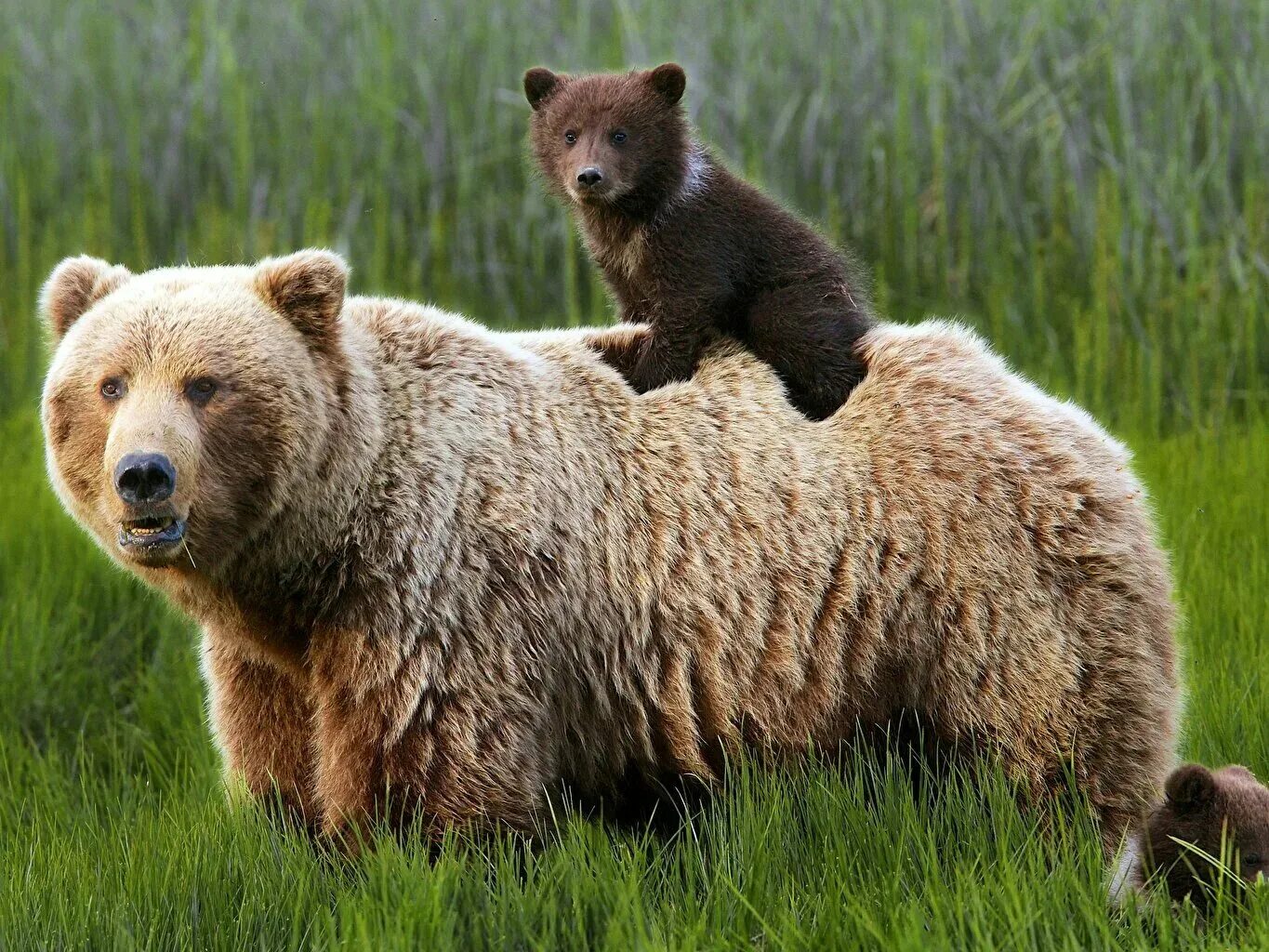 Картинка медведь. Бурый медведь Пестун. Европейский бурый медведь. Бурый медведь Россия. Бурый+медведь+Приамурье.