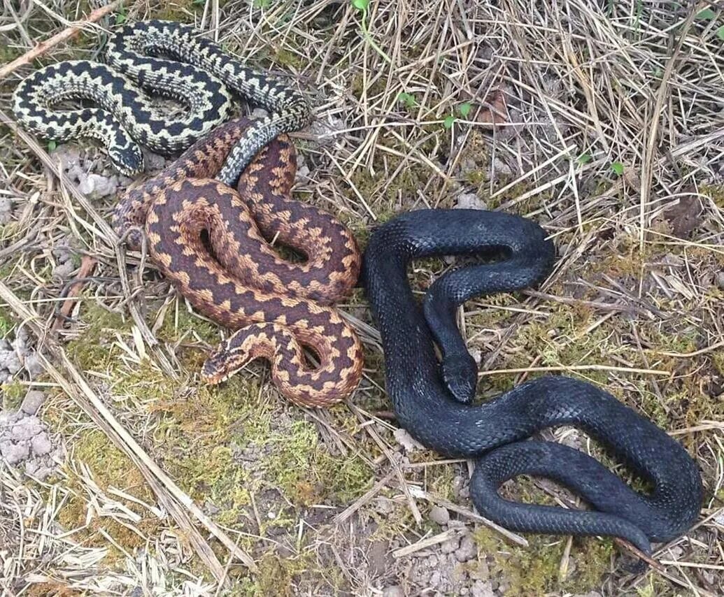 Гадюка обыкновенная голубая. Уж и гадюка. Гадюка Никольского (Vipera nikolskii).