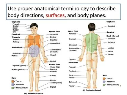Body height