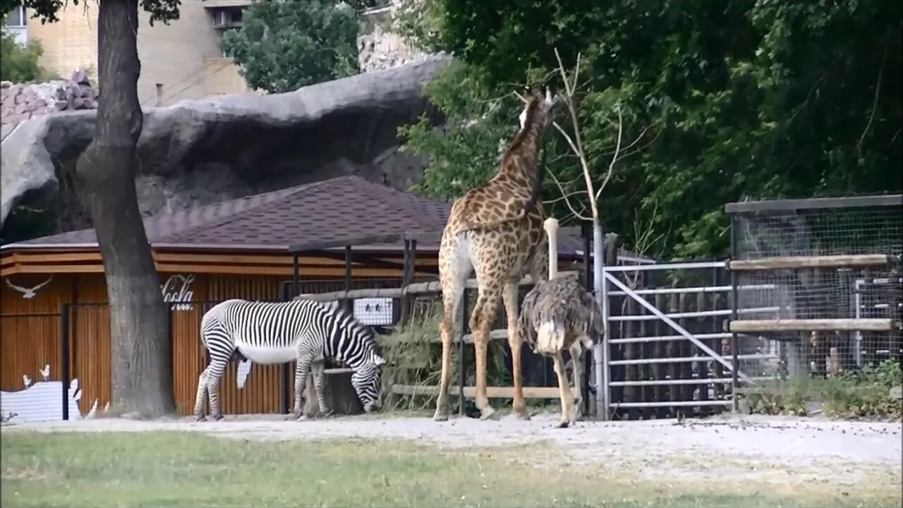 Река замбези казанский зооботанический. Зебра в зоопарке. Квагга. Жираф в московском зоопарке. Московский зоопарк африканский слон.
