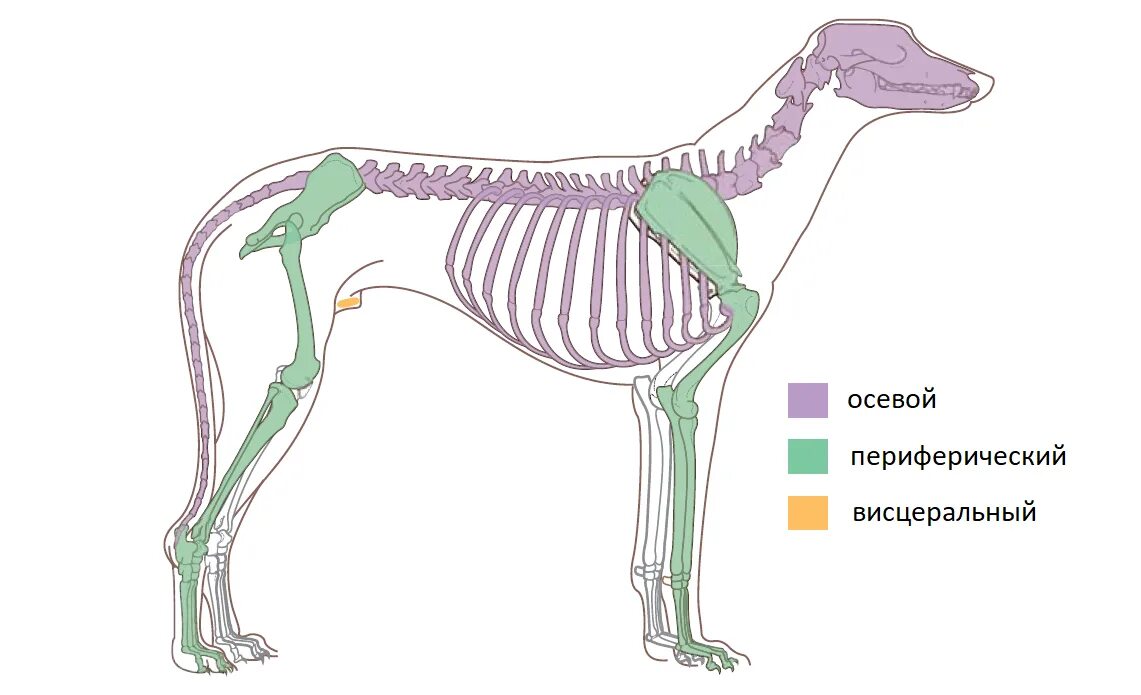 Переферический келет собаки. Осевой и периферический скелет собаки. Периферический отдел скелета животных. Осевой скелет анатомия.