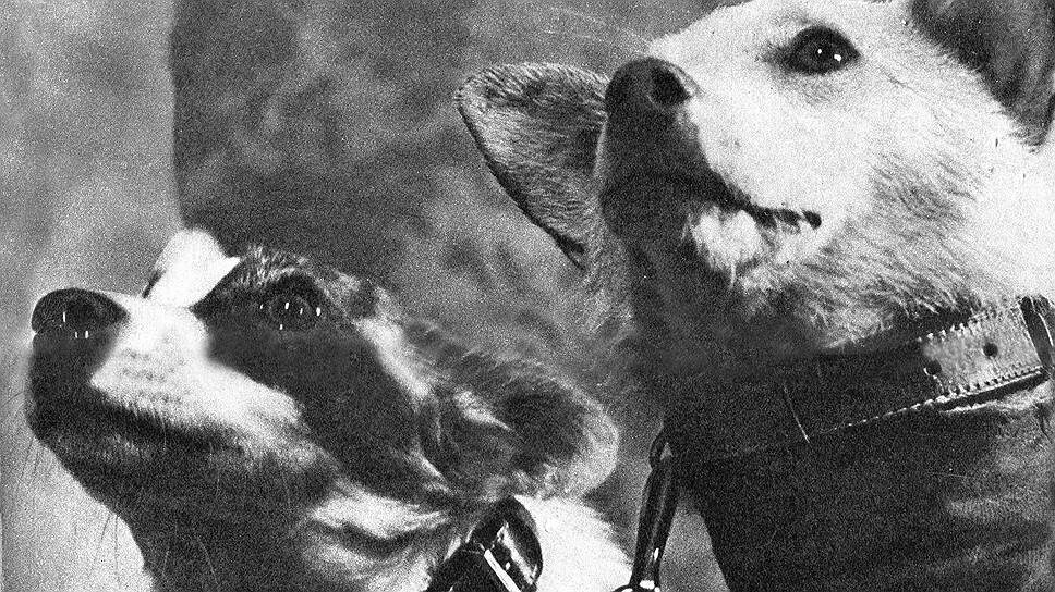 Фото белки и стрелки полетевших. Белка и стрелка 1960. Белка и стрелка полет в космос. Собаки которые летали в космос белка и стрелка. Белка и стрелка собаки в космосе в 1960.