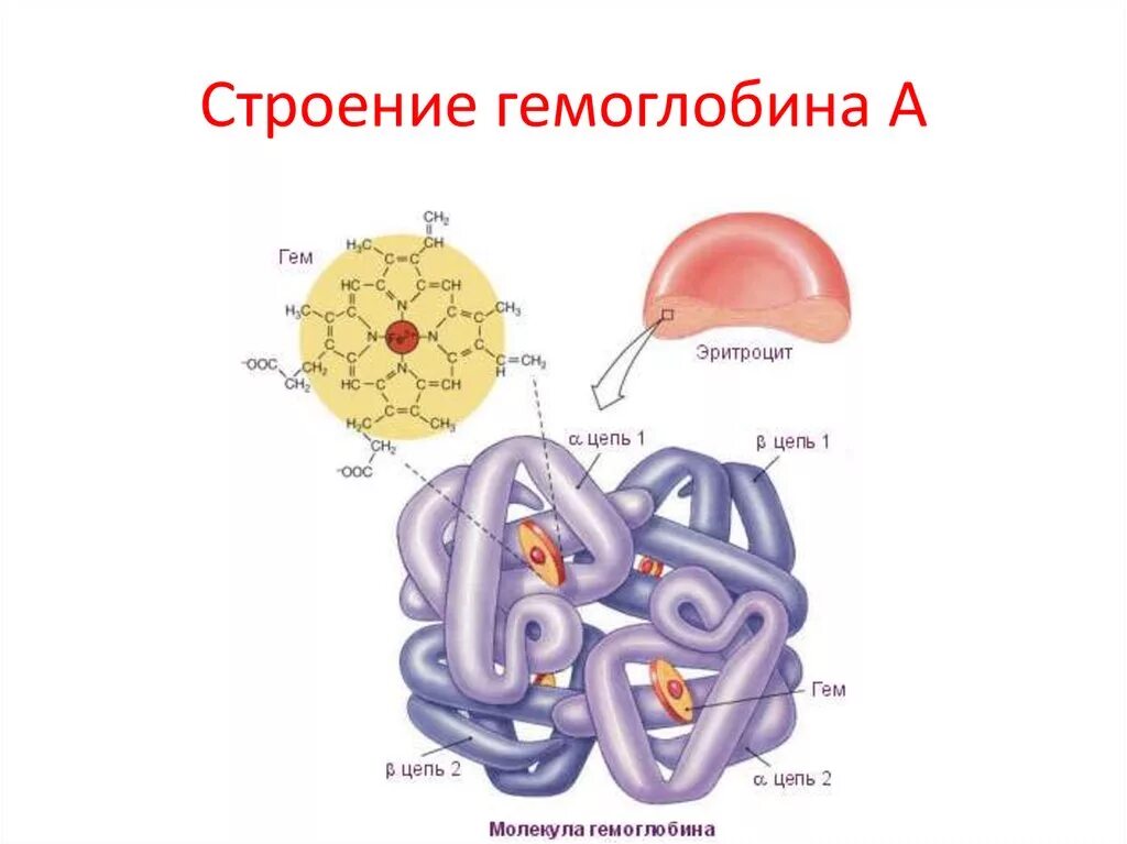 Строение эритроцита человека. Схема строения гемоглобина. Схематическое строение гемоглобина. Строение эритроцитов человека рисунок. Строение гема гемоглобина.