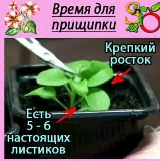 Прищипка петунии над каким листом