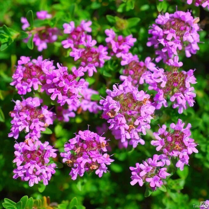 Чабрец название. Тимьян ползучий (thymus serpyllum). тимьян (чабрец) ползучий (thymus serpyllum). тимьян ползучий (thymus serpyllum) сиреневый. чабрец боровой.