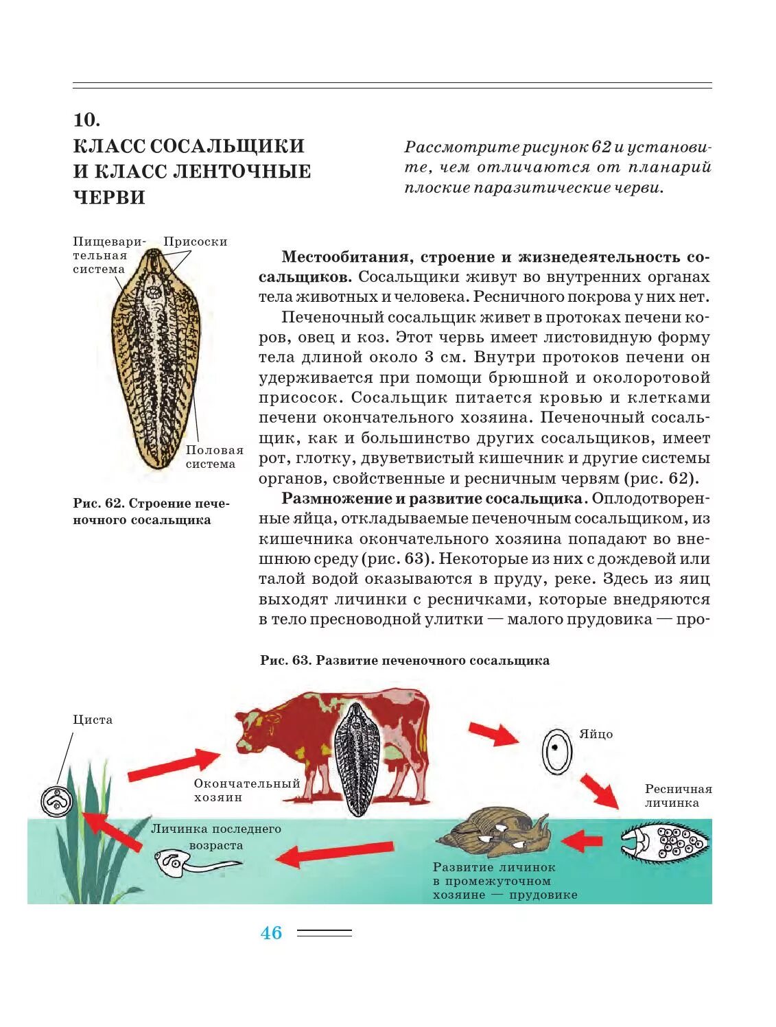 Сосальщики и ленточные черви 7 класс биология. Паразитические плоские черви сосальщики и ленточные черви. Свободноплавающая личинка печеночного сосальщика. Строение сосальщиков червей.