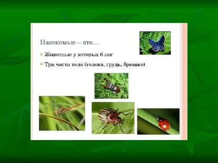 Пример преимущества которое дает насекомым такое зрение