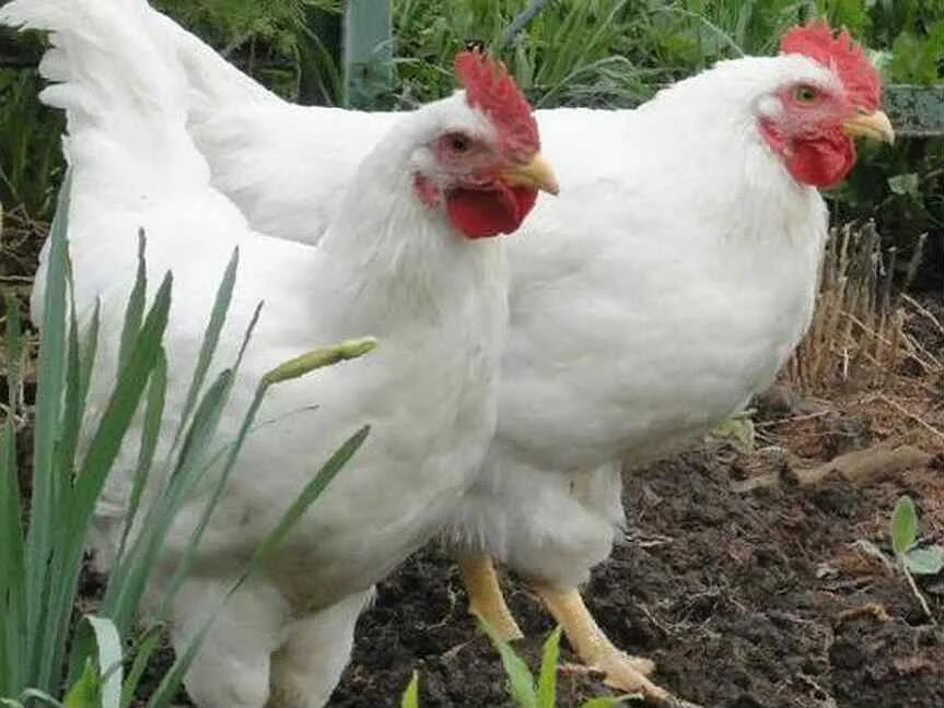 куры супер ник коралл белая. кросс коралл. кросс коралл куры. куры несушки породы коралл. леггорн коралл кросс.