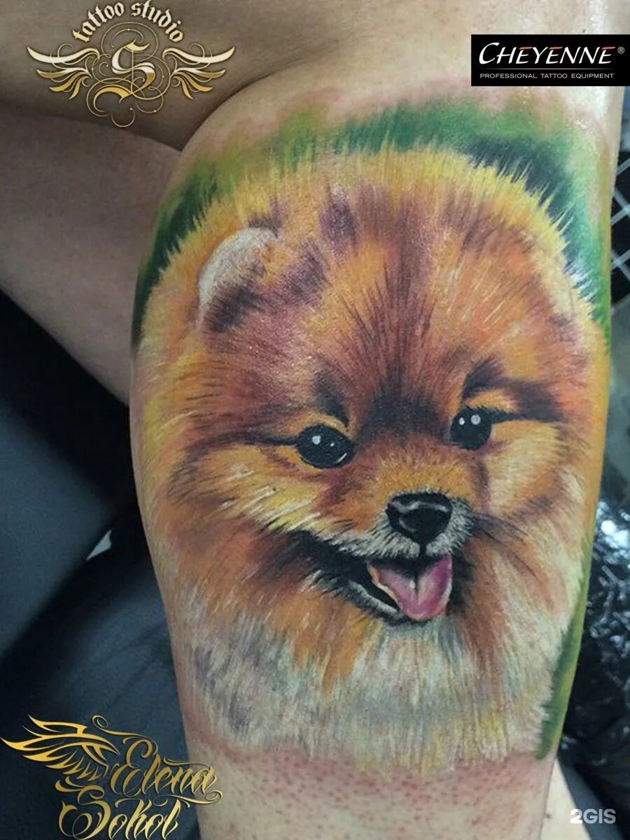 Сокол арт тату, кострома. Сокол тату кострома. Тату лев. Тату салоны в костроме. Тату сильный духом.