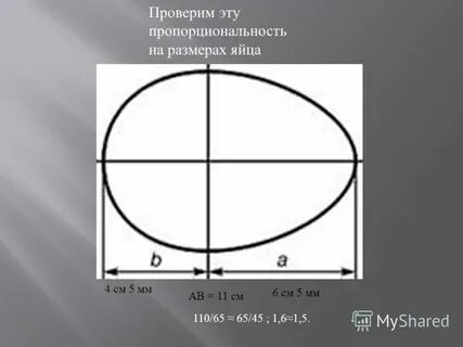 Яйцо пропорции
