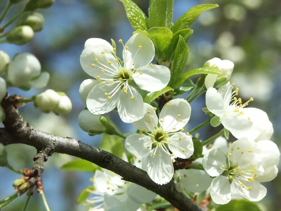 Слива Уссурийская (Prunus ussuriensis). Слива венгерка цветение. Слива дичка цветет. Слива Амерс. Как цветет слива