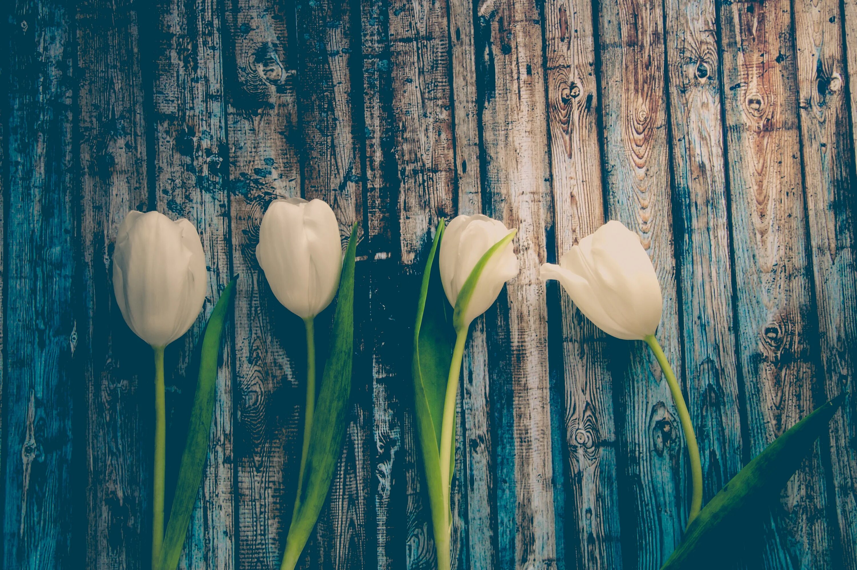 Тюльпаны стильные картинки. Стильные тюльпаны. Весенние тюльпаны стильные. Стильные цветы. Весенние цветы тюльпаны.
