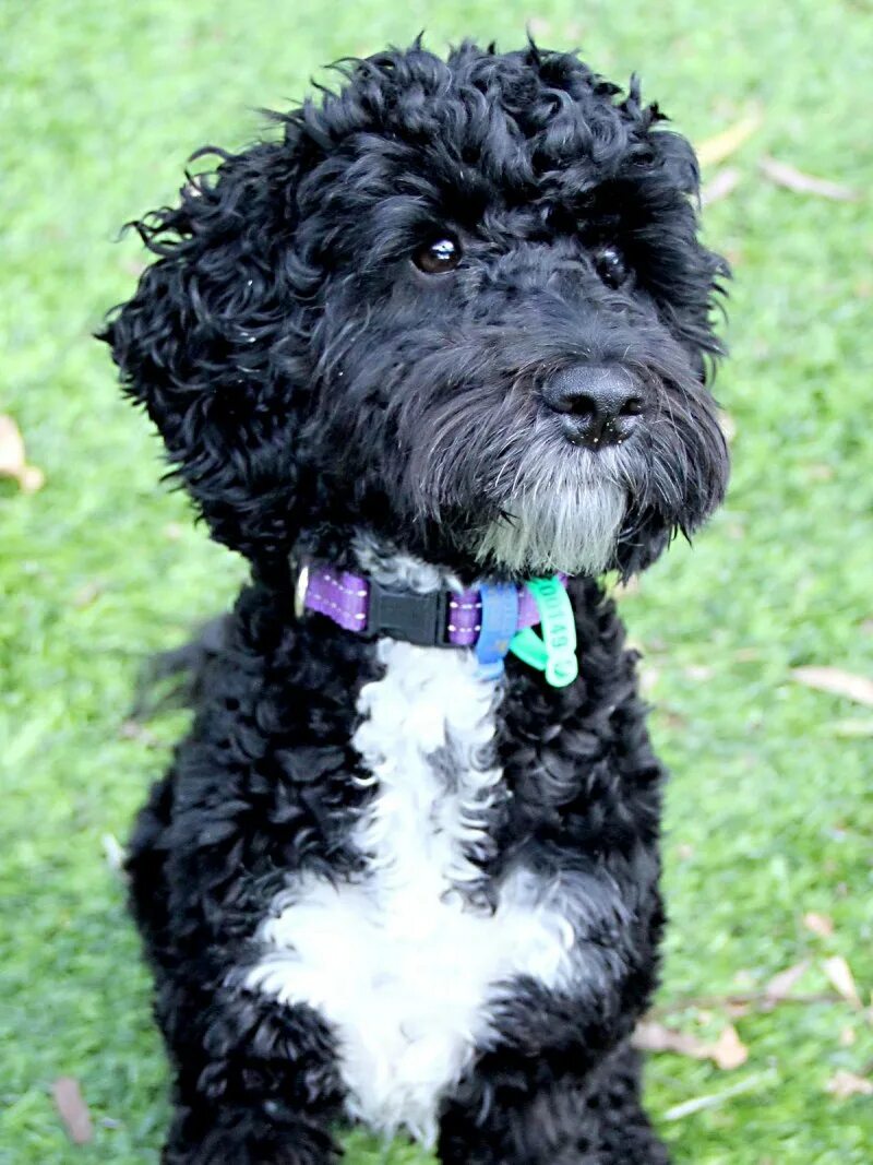 Метис карликового пуделя. Мальтипу спаниель. Австралийский лаброжцжль. Метис пуделя. Метис бишона и пуделя.