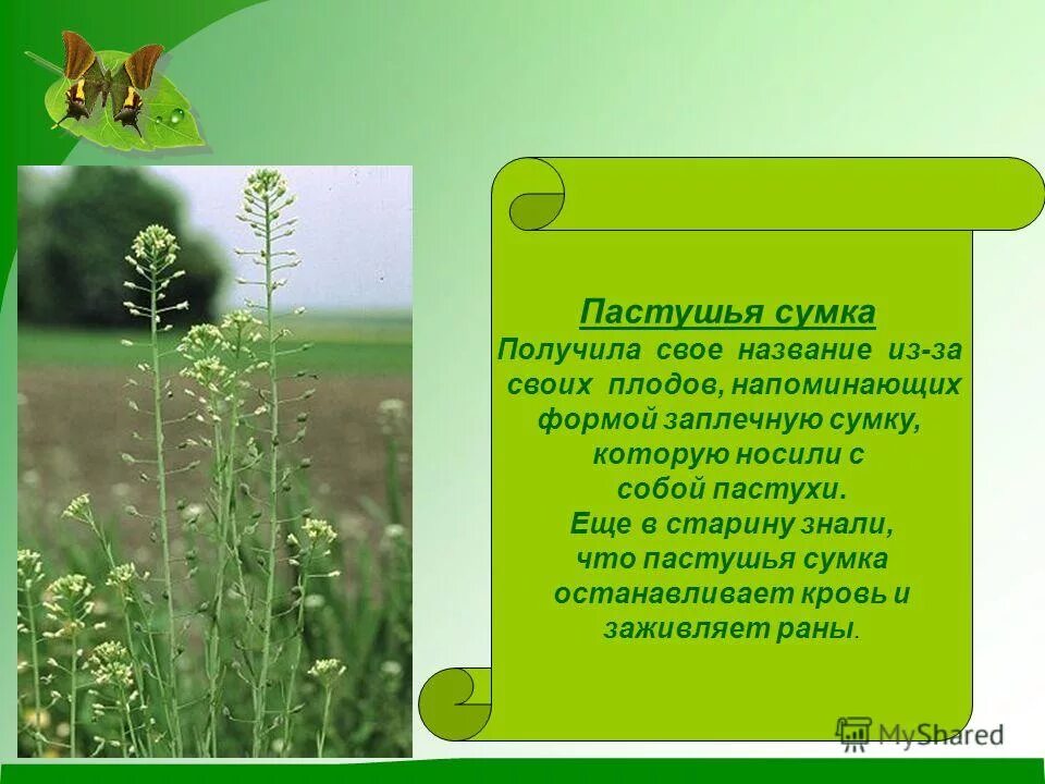 Агератум хоустона характеристика. Числа начинают получать имена кратко. Легенды о цветах. Растительность хмао югры. Оливье презентация.