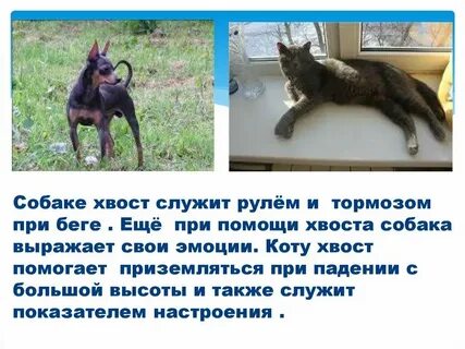 Зачем нужны собаки в городе