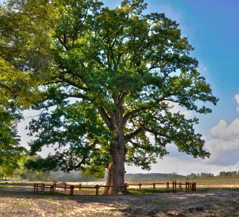 Субодх гупта. Серебристое дерево. Стали дерево. Партизанский дуб навля. Декорация "дерево".