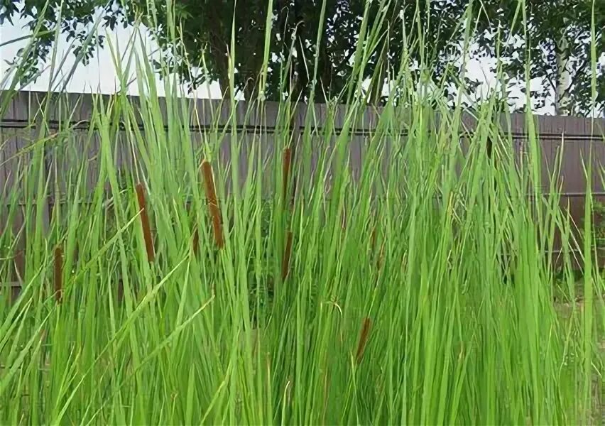 Камыш рогоз осока. Сухой тростник. 4) камыш озёрный. Тростник южный phragmites australis. Тростник phragmites australis.