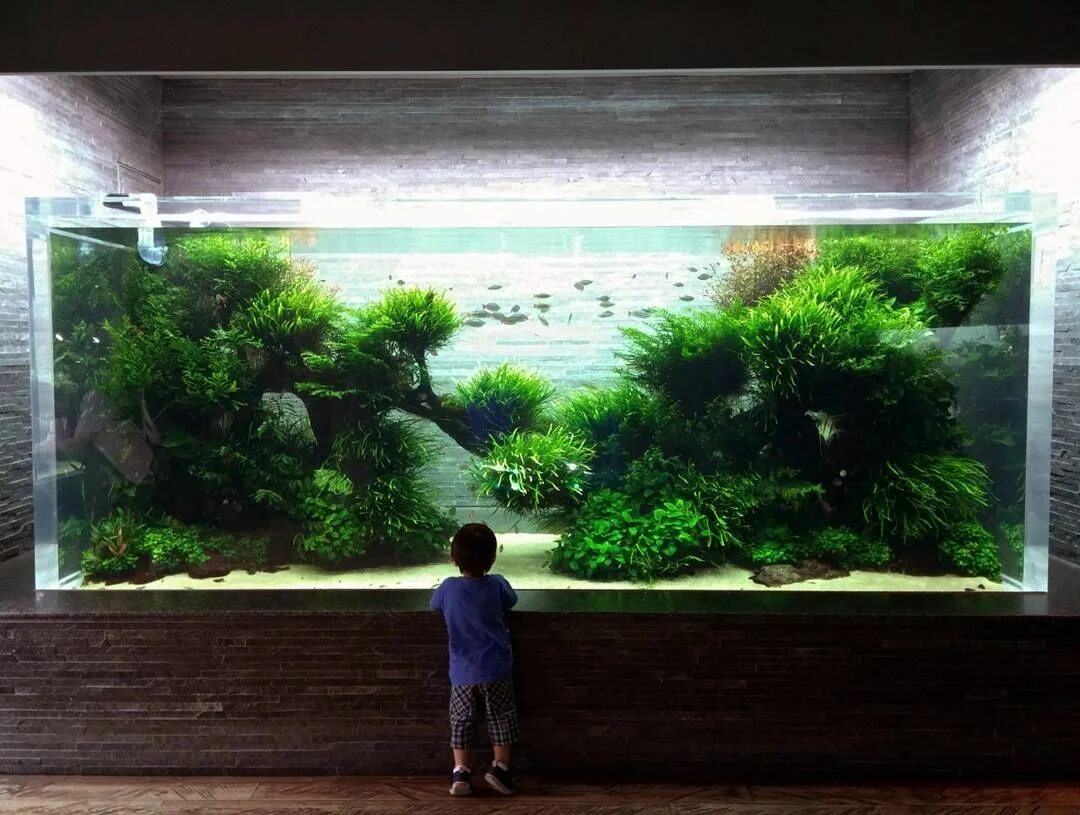 Takashi Amano 1954 - 2015 Nature aquarium, Aquatic garden, Aquascape design