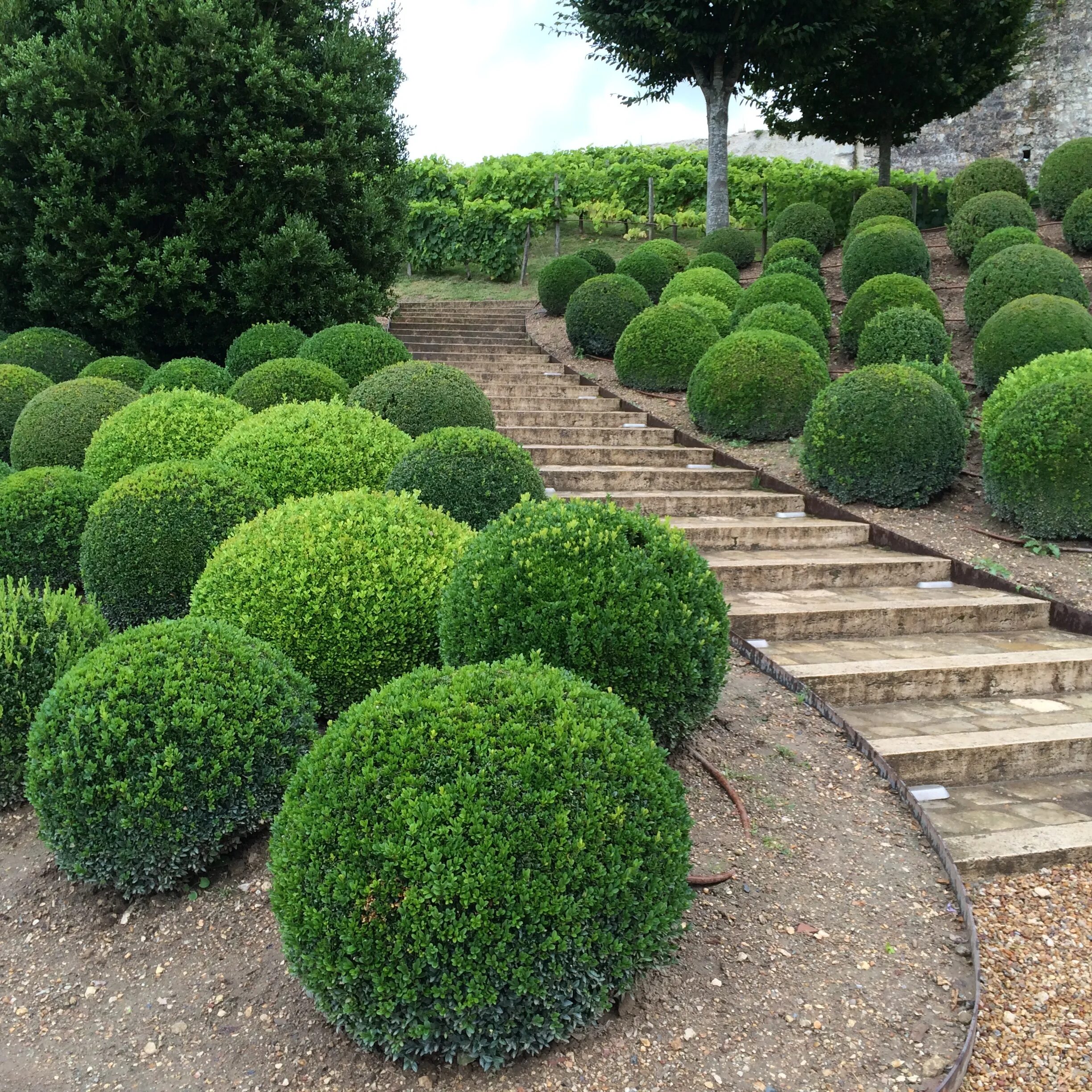 Вечнозеленые территории. Самшит Buxus. Вечнозеленый кустарник самшит. Самшит Буксус вечнозеленый. Самшит Буксус семпервиренс.