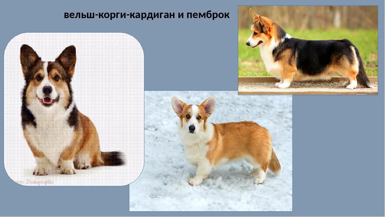 Длина пемброка