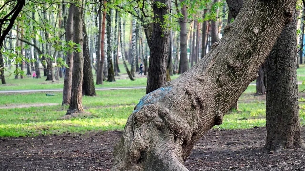 Сосенки царицыно