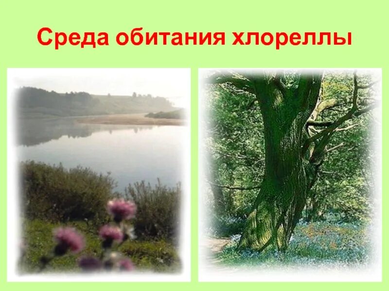 Среда обитания хлореллы. Среда описания хлореллы. хлорелла среда обитания. среда обитания водоросли хлорелла. место среды обитания хлореллы.