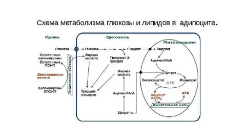 Энергетический обмен глюкоза