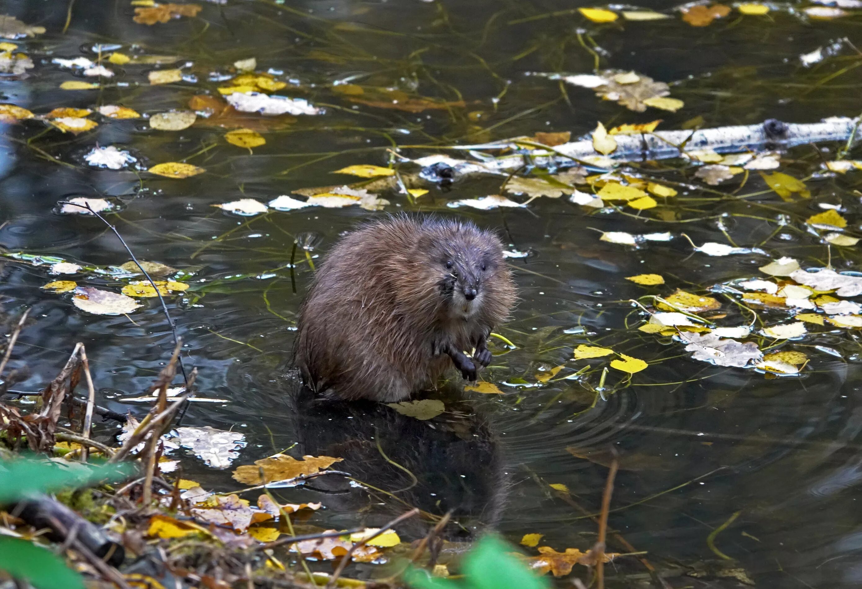 заповедник бобров в воронеже. бобр (castor fiber linnaeus, 1758). ондатра байкальская. бобр речной обыкновенный. речной бобр западносибирский подвид.
