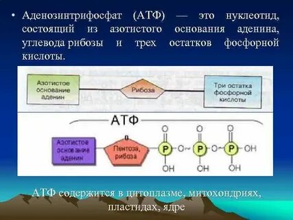 Что входит в атф
