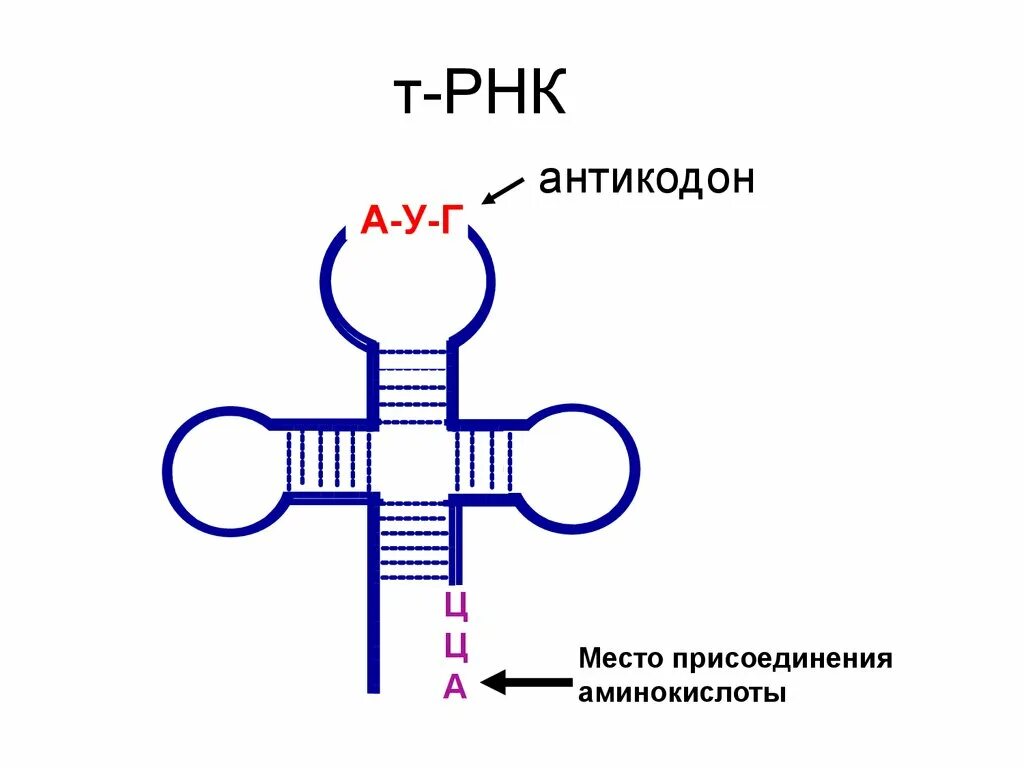 Антикодоны ТРНК. Т РНК строение антикодон. Антикодон транспортной РНК. Схема структуры РНК.