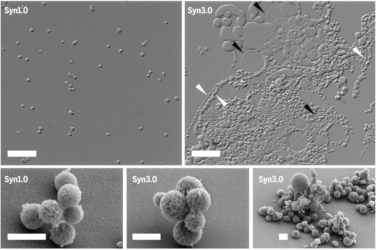 Mycoplasma Laboratorium Синтия. Синтетическая бактерия Синтия. Бактерия Синтия под микроскопом. Первая синтетическая бактериальная клетка.
