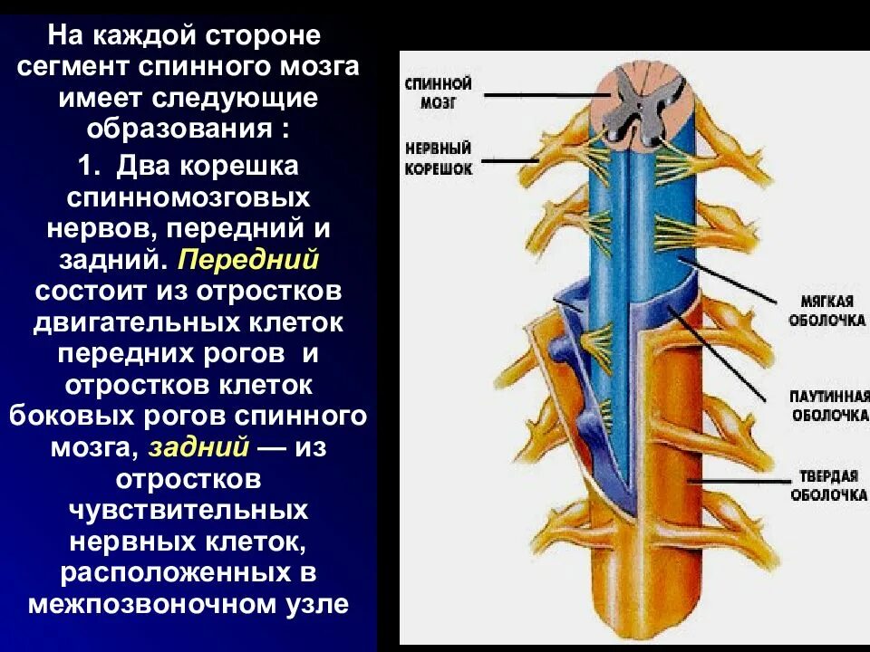 Спинной мозг выходит из