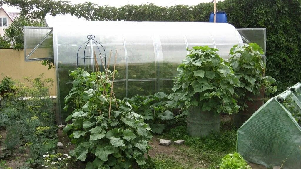 Огурец кустовой фото посадка и уход Огурец Кустовой 10шт