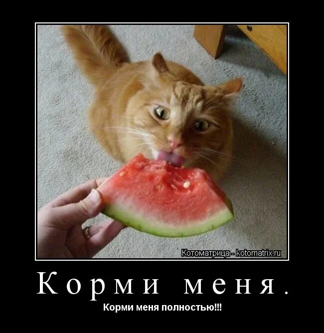 Кто сказал, что кошки вершина эволюции. Вставай потомок обезьяны кормить меня потомка. Кот звон. Не корми меня тем. Не корми меня тем.