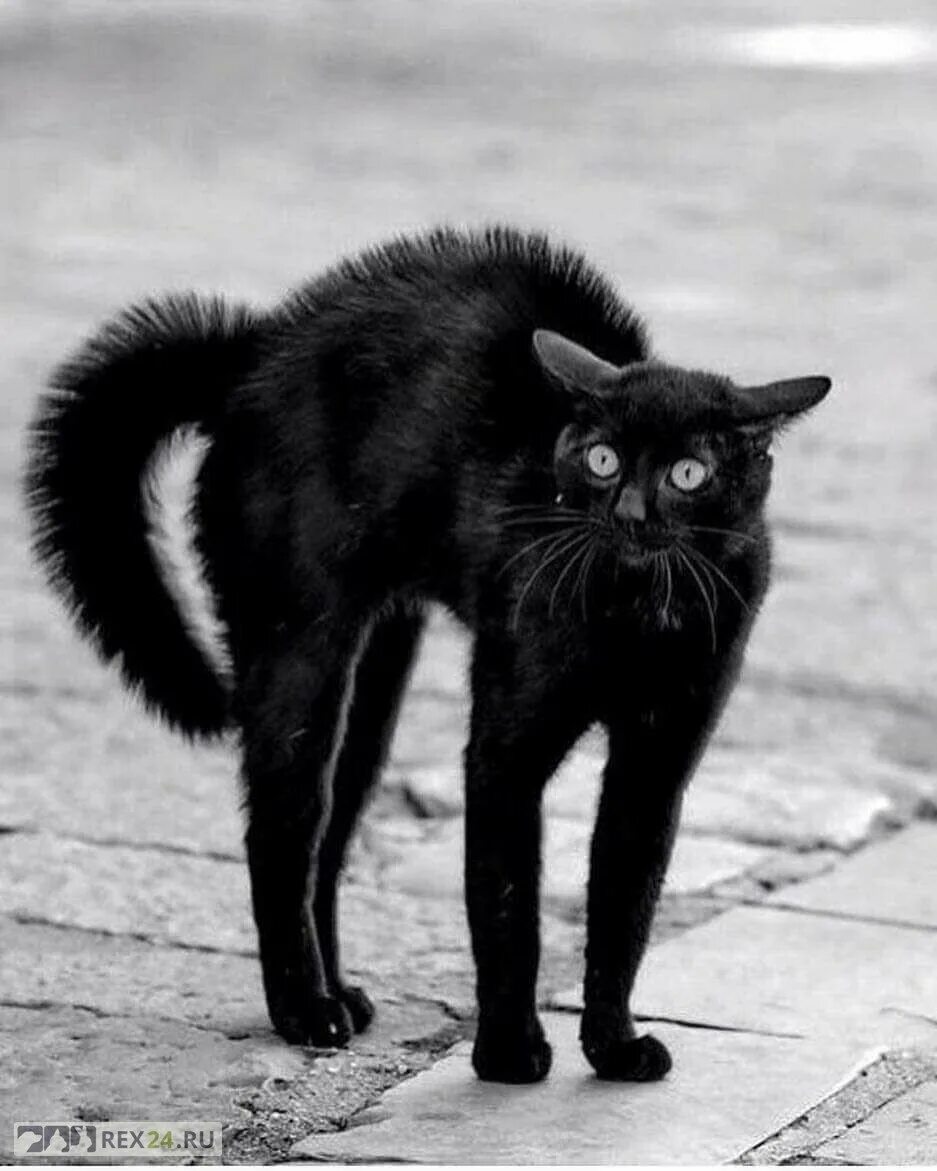 Добрую черную кошку