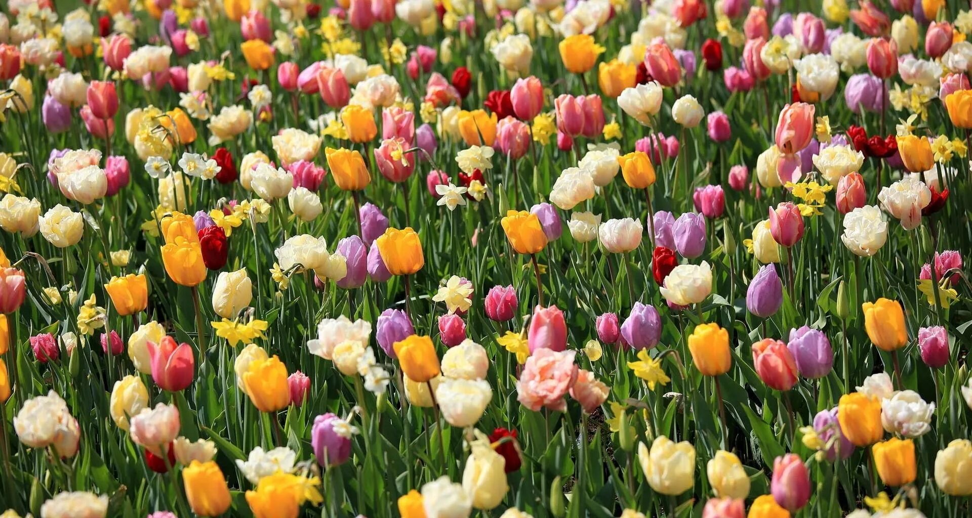Обрезать ли тюльпаны. Тюльпаны и нарциссы. Весенние цветы тюльпаны. Поле тюльпанов. Цветы на клумбе тюльпаны.