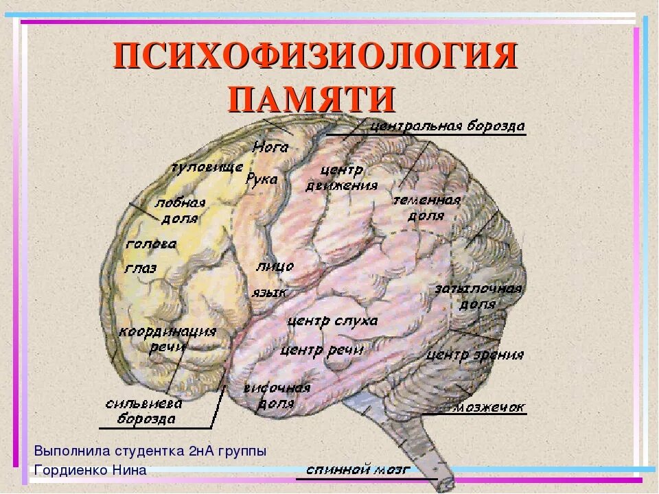 Психофизиология памяти. Психофизиология памяти схема. Мозг память. Формирование памяти в мозгу. Психофизиологический процесс человека