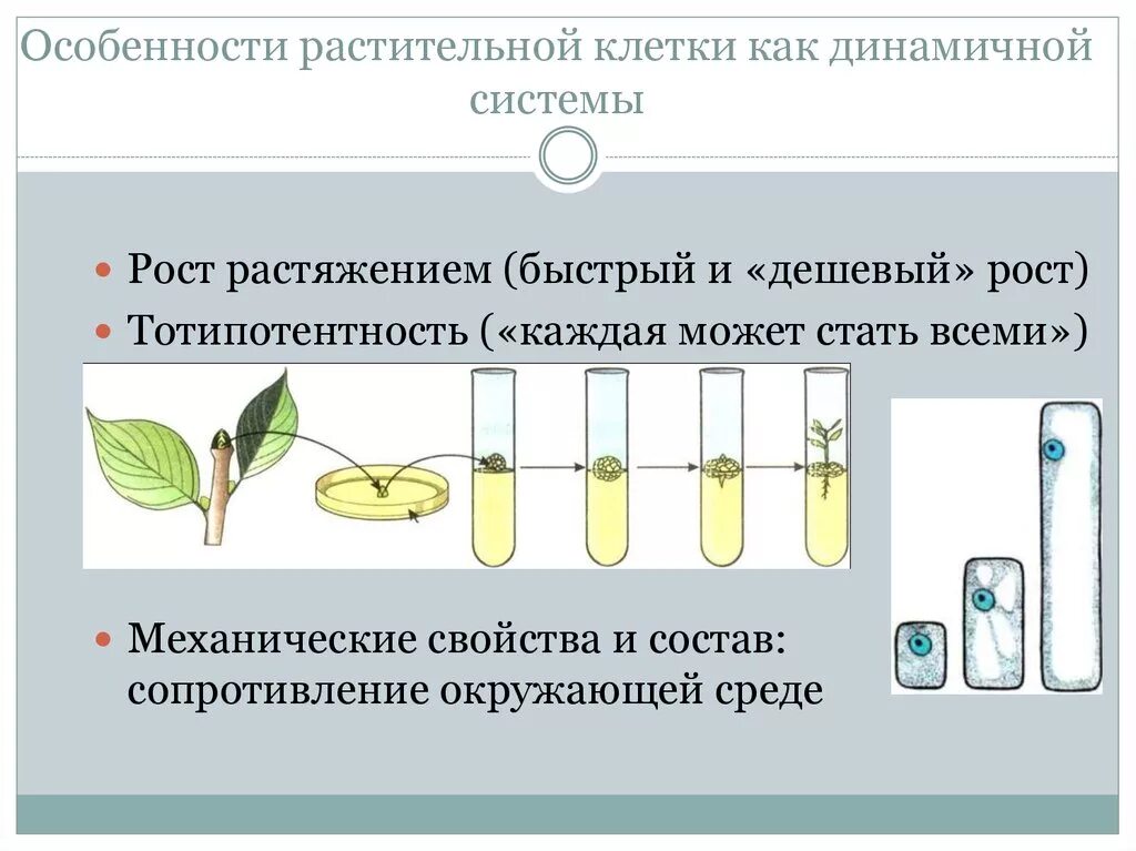 В чем особенность роста у растений. Рост растяжением растительных клеток. Рост клетки растяжением. Тотипотентность растительных клеток. Тотипотентные растительные клетки.