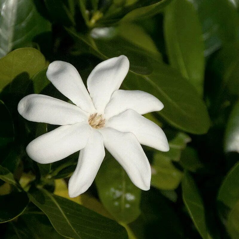 Гардения с таити. Гардения с таити. Гардения taitensis tiare tahiti. Гардения тиаре. Франжипани таитянская гардения.