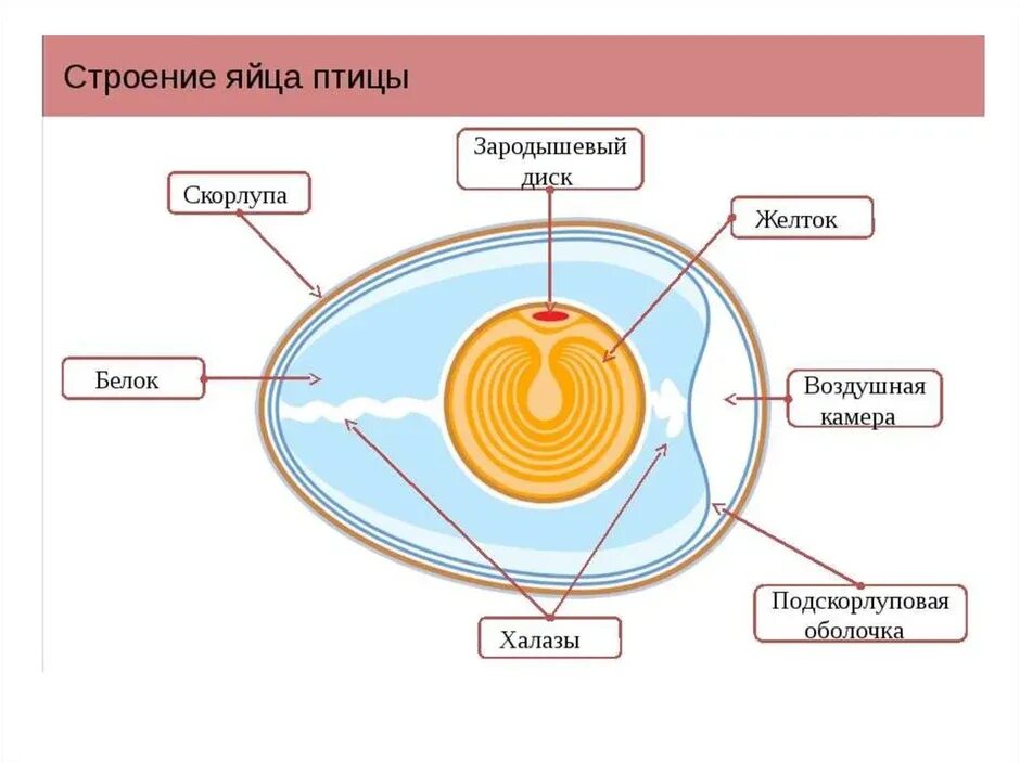 Функции оболочек яйца. Внутреннее строение яйца и функции. Строение яйца курицы. Внутренне строение яйца. Строение яйца птицы.