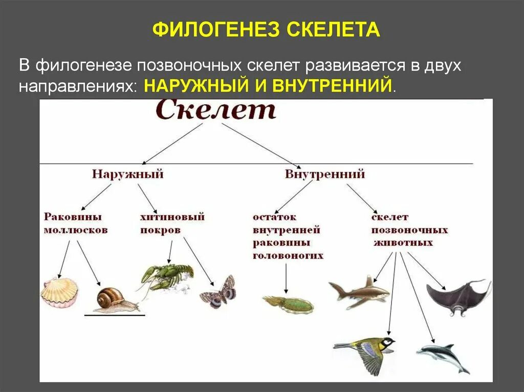 Филогенез позвоночных. Филогенез скелета. Наружный и внутренний скелет. Эволюция скелета животных. Филогенез скелета конечностей хордовых.