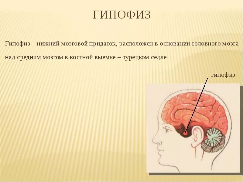 Гипофиз головного мозга. Строение головного мозга гипофиз. Гипофиз в голове. Гипофиз мозговой придаток. Гипофиз передний мозг