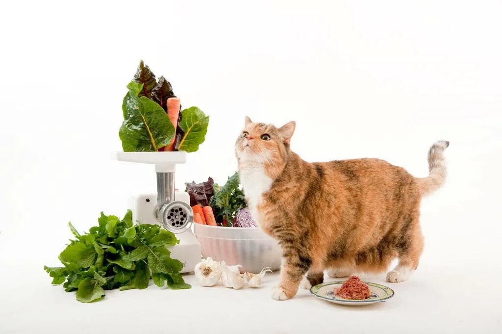Какую еду можно котам. Какую еду можно котам