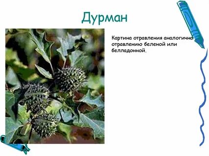Дурман обыкновенный отравление