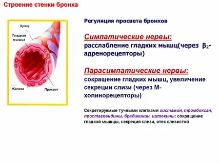 Нервная сокращается