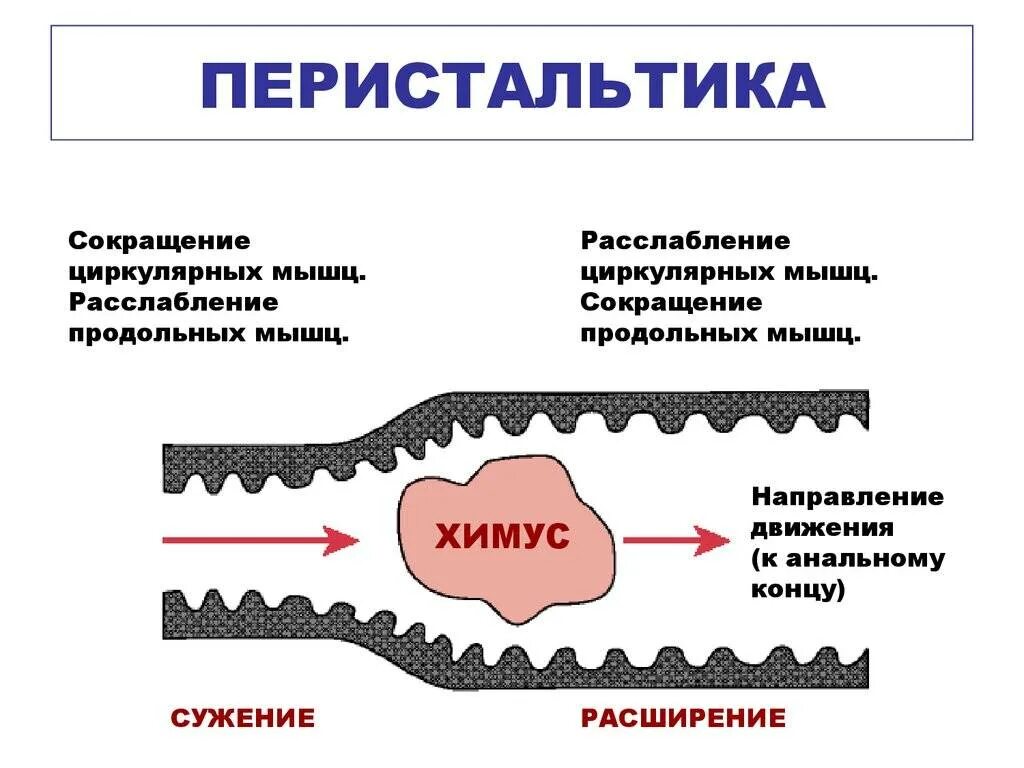 Моторика желудка и кишечника. Моторика кишечника. Перистальтические сокращения кишечника. Перистальтические сокращения тонкого кишечника. Усиление перистальтики кишечника.