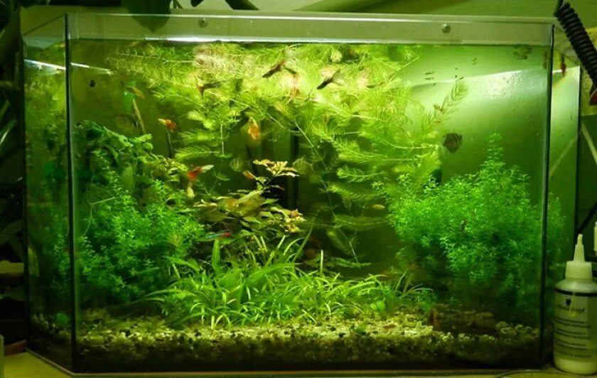 Аквариум волгоград. Аквариум волгоград. Аквариумы в волгограде в красноармейском районе на авито. Столик для аквариума. Металлокаркасная тумба под аквариум.