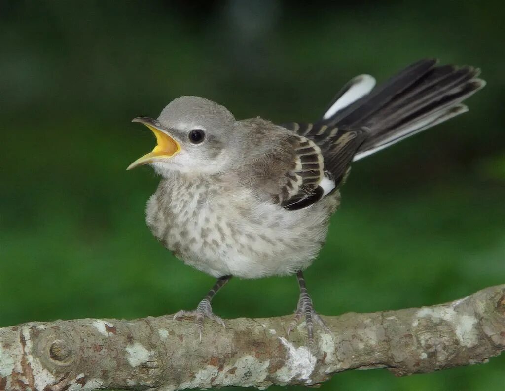 Mockingbird. Желтая пересмешник. Mockingbird Bird. Mockingbird картинка.